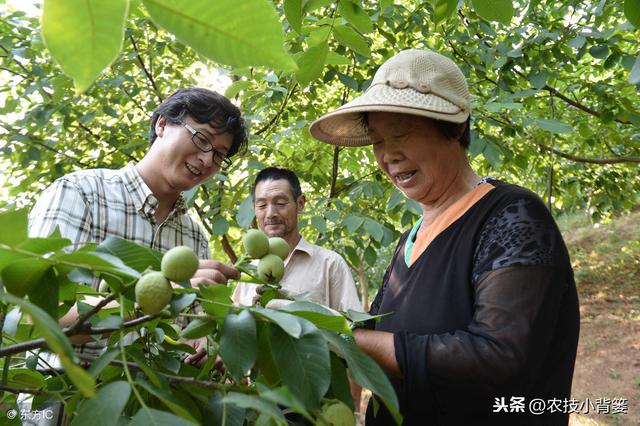 核桃树不结果是什么原因造成？学会这些能让核桃挂满树！