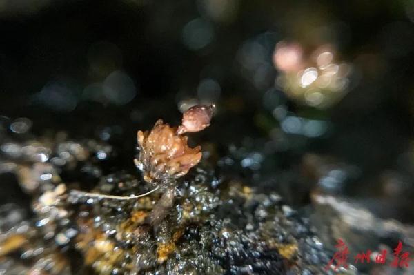 这些“神奇生物”曾一度消失，如今再现珠江流域……