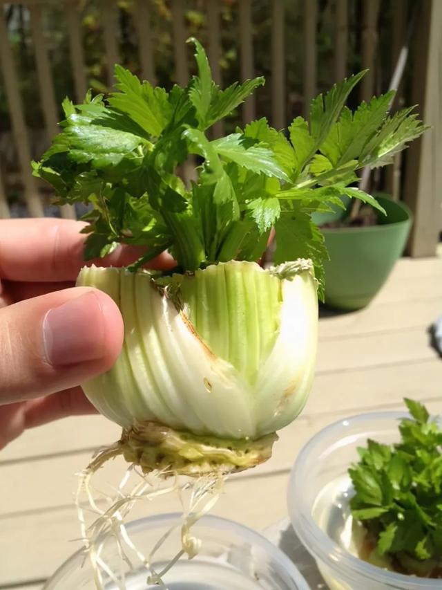 吃剩的青菜根，埋进花盆里，浇点水，冒出小菜园，半年摘不完