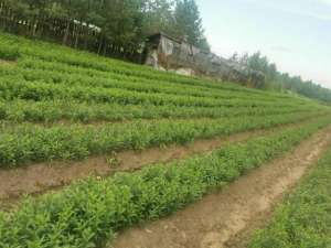 人工养殖松杉灵芝价格(漠河市生物经济正在成为高质量发展新引擎)