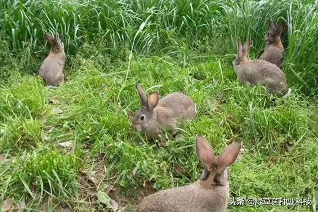 养兔子种什么草？提摩西适口性好，好消化，种一次能割7年