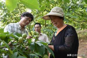 核桃树的种植技术(核桃树不结果是什么原因造成？学会这些能让核桃挂满树)