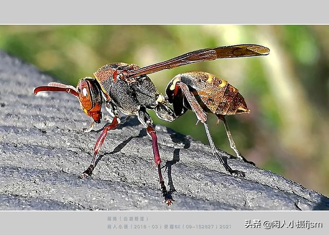 手机昆虫摄影：胡蜂科，这几种胡蜂你见过吗？拍摄技巧和安全要点