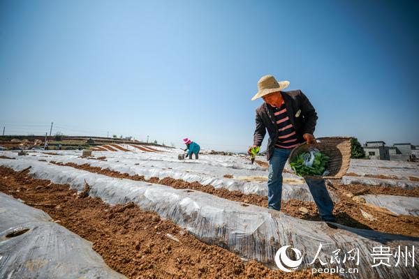 毕节七星关区大河乡：6000亩烟苗移栽忙