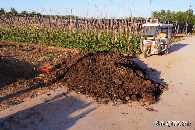 2个步骤破译大蒜高产“密码”，按照要求去做，大蒜种植无新手