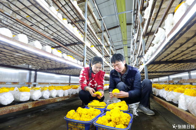 民乐：金灿灿的金耳菌，成为农户增收“金饽饽”