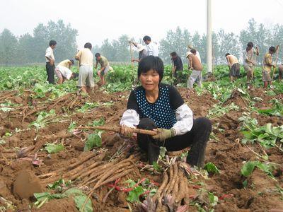 农民种牛蒡，如何进行盆栽，3个技术要点要掌握