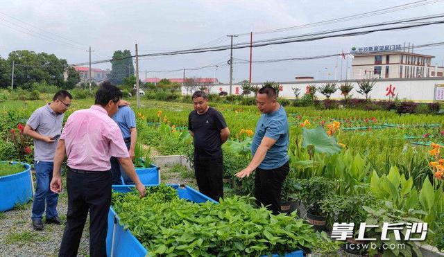 稻在水上种鱼在水下长，望城农民“鱼稻共生”种养技术受追捧