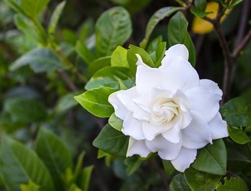 栀子花什么季节换土好