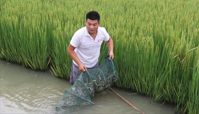 小伙水塘能赚三份钱，单泥鳅就可卖百万元，并成立合作社免费指导