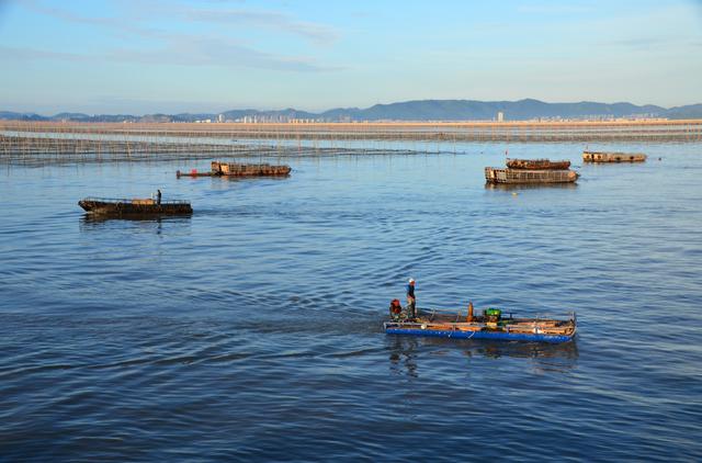 #（社会）浙江玉环：“海上菜园”紫菜种养忙