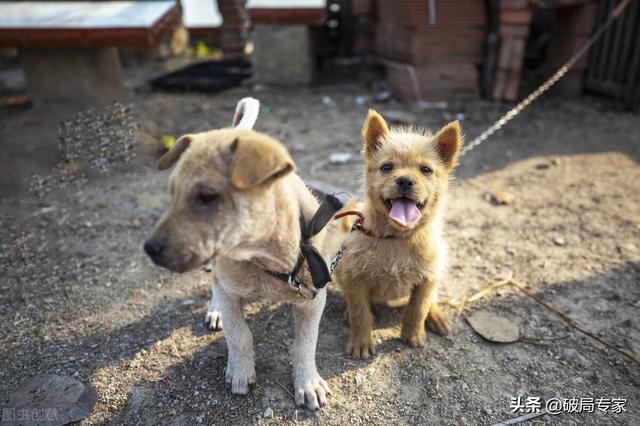 狗场建设好养狗赚钱不用愁