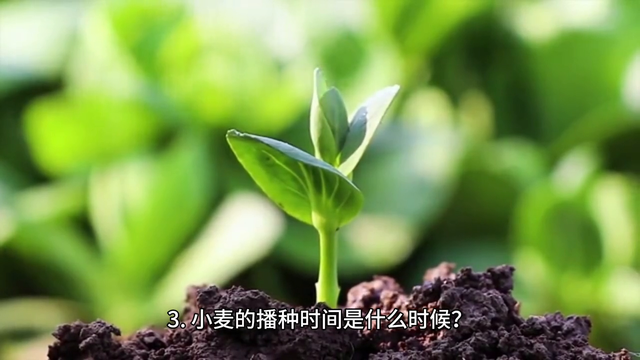 小麦种植需要注意哪些气候条件？小麦播种时间如何确定？