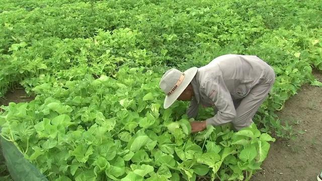 “小蜗牛”爬出致富产业路