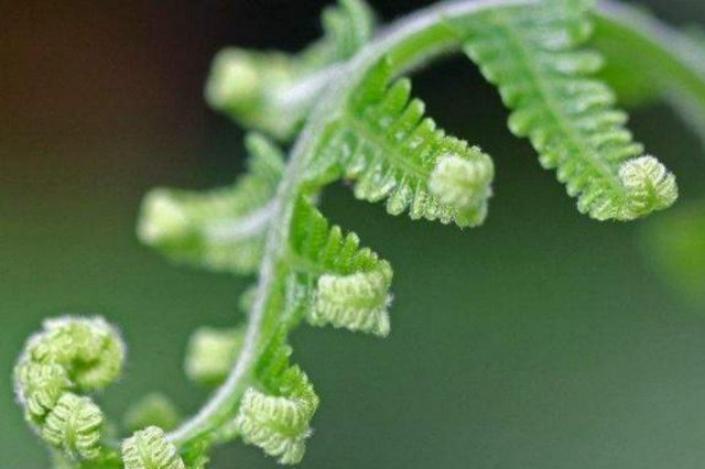 教你如何在室内种植热带蕨类植物