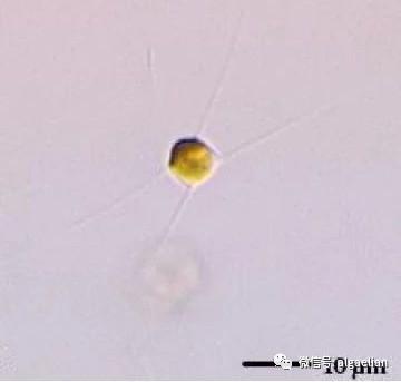 水产养殖经济生物饵料