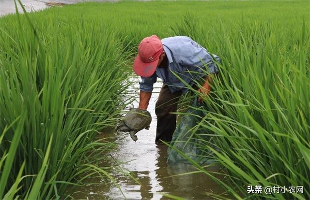 甲鱼是风味极佳的美食，稻田养甲鱼要兼顾水稻的生长，你会养吗？