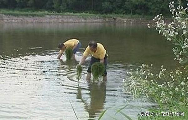 气温降低，小龙虾过冬怎么养？来看冬季小龙虾养殖要点...