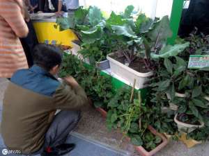 阳台豌豆种植方法(适合秋冬季节阳台种的“懒人菜”，成活率高，生长速度快)