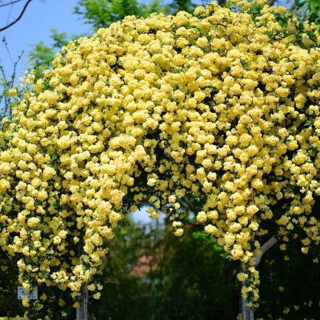 院子里养株木香花，抗旱耐寒易成活，来年变成一片“海”