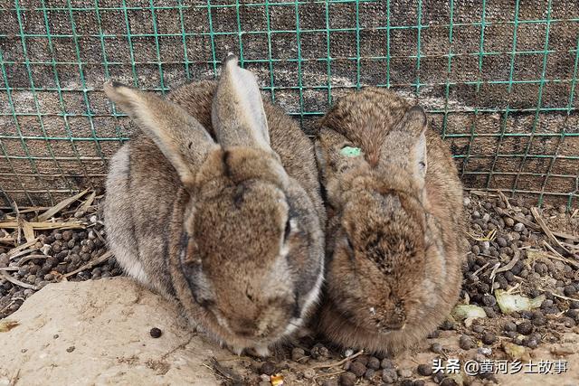 打工不如自己干，山西农民娃在野地养“野兔”，年赚10万元