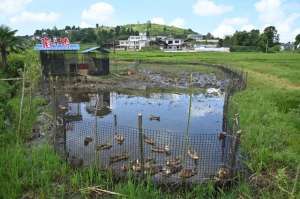 贵州特色养殖(开阳县毛云乡：“稻+鸭”生态养殖 走出增收新“稻”路)