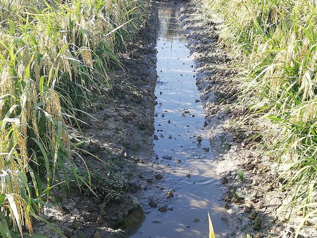 养殖黑斑蛙“蹦出”致富路