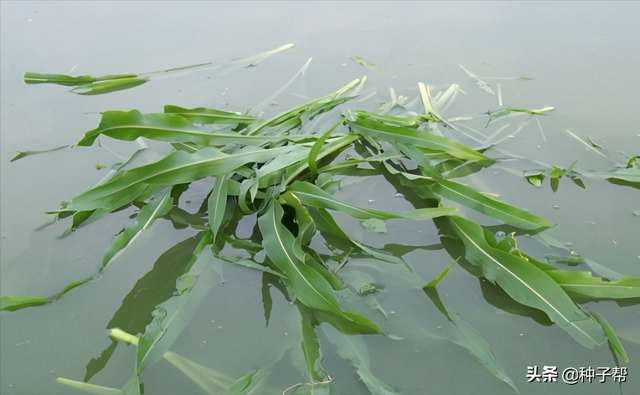 一亩墨西哥玉米草，顶得上3~5亩青贮玉米，种植需要注意哪些要点