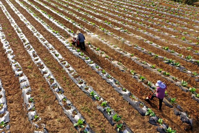 深耕沃土、厚植畜牧，发生在淮水王岗的新故事