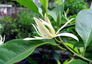 白兰花冬天养殖方法(家里种一棵白兰花，好养又好看，洁白如茉莉，香气胜兰花)