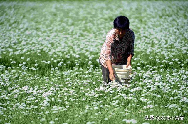 种植韭菜不养根，叶片黄弱细瘦变成针！韭菜养根记住7个方法