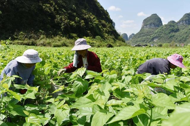 桑树怎么施肥才能提高产量？一年要施肥几次？掌握这3点你就懂了