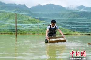 浙江泥鳅养殖(福建德化：“台湾泥鳅”山间游 村民致富好帮手)