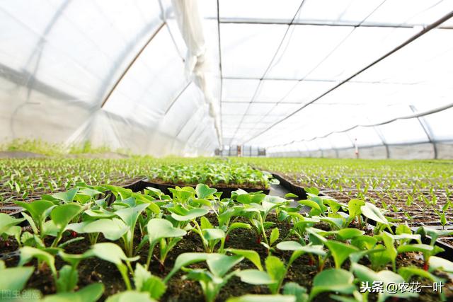 春大白菜日光温室栽培，掌握这几个技巧，大白菜轻松收获