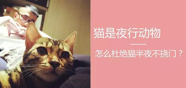 宠物猫咪养护的新手科普（值得收藏）