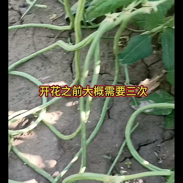 种豆角，怎样才能节节出花？@抖音短视频