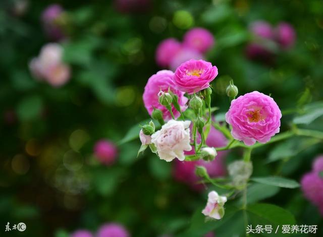 蔷薇花的种植栽培方法！不懂的看过来！