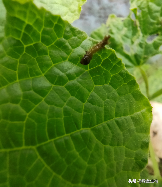 一种对鱼绝对安全的植物源杀虫剂