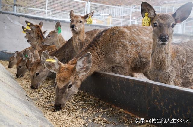 东北梅花鹿安家青海中 助力民众就业增收