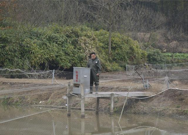 安徽舒城县：泥鳅特色养殖拓宽振兴乡村致富路