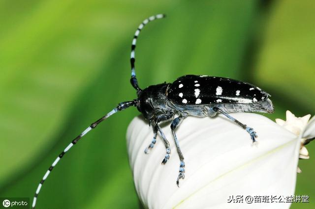 抓住秋冬季防治林木蛀干害虫——天牛