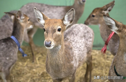 什么条件下，家养鹿的繁殖管理最好，鹿的养殖方法和注意事项