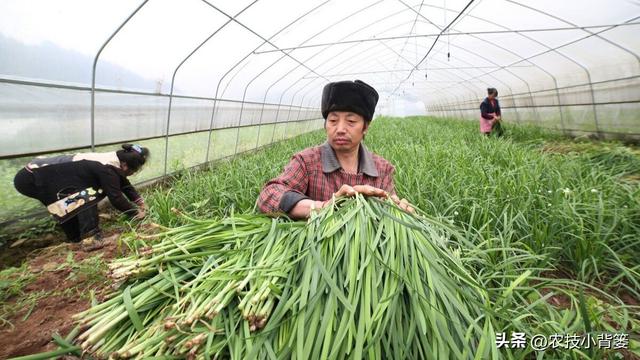 种植韭菜不养根，叶片黄弱细瘦变成针！韭菜养根记住7个方法