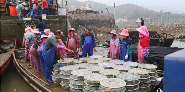 霞浦：海参养殖忙