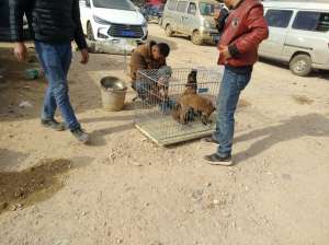 养殖马犬利润(狗市：商贩500元出售两只马犬幼犬，顾客称买赚了)