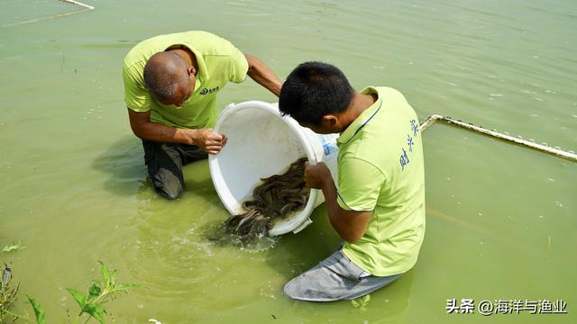 惠州财兴突破大刺鳅人工繁育技术，布局1000亩池塘进行仿生态高效健康养殖