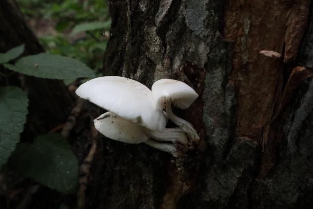 黏小奥德蘑：好看不好吃，抗虫杀菌却是一流