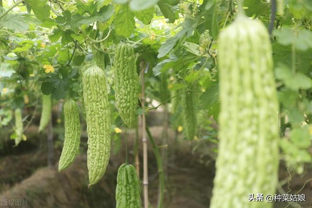 种植瓜菜，什么时候留住蔓结瓜？什么时候留子蔓、孙蔓结瓜？