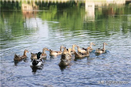 鸭黄病毒怎么治疗有啥好办法？养的绍兴麻鸭得了黄病毒怎么办？