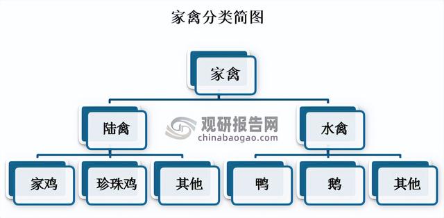 我国家禽养殖行业现状及前景 存出栏量增速连降 低迷行情或迎来转机